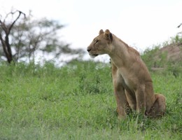 TANZANIA INOLVIDABLE (+ Noche en Arusha al final)