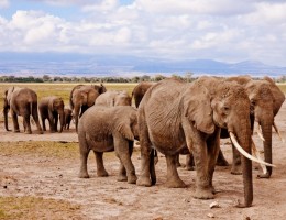 PINCELADAS DE KENYA Y TANZANIA (+ Noche en Nairobi al final)