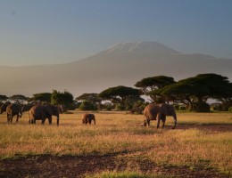 PINCELADAS DE KENYA Y TANZANIA (+ Noche en Nairobi al final)